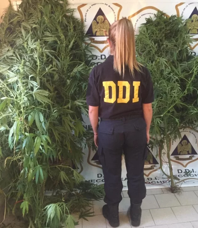 Investigaban un hecho de amenazas y hallaron plantas de marihuana