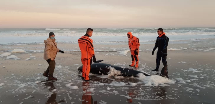 Lograron liberar a una falsa Orca varada en la costa de San Cayetano