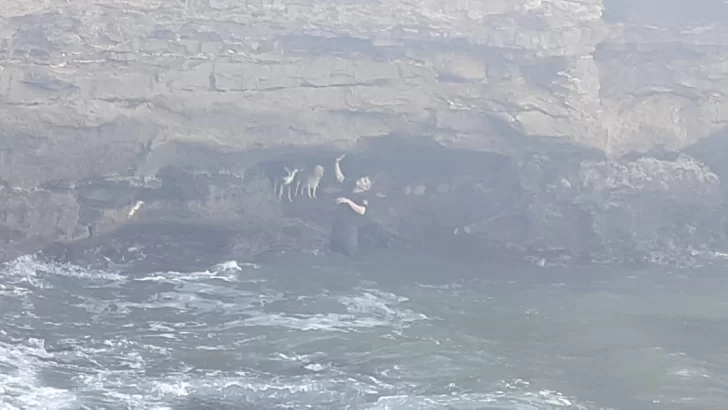 Rescatan a dos perros atrapados en un acantilado de Bahía de los Vientos