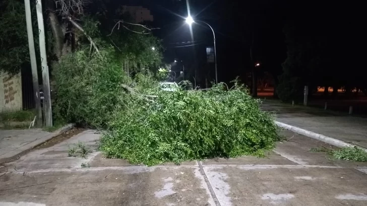 Postes, ramas, árboles caídos, voladuras de techos, consecuencias del temporal