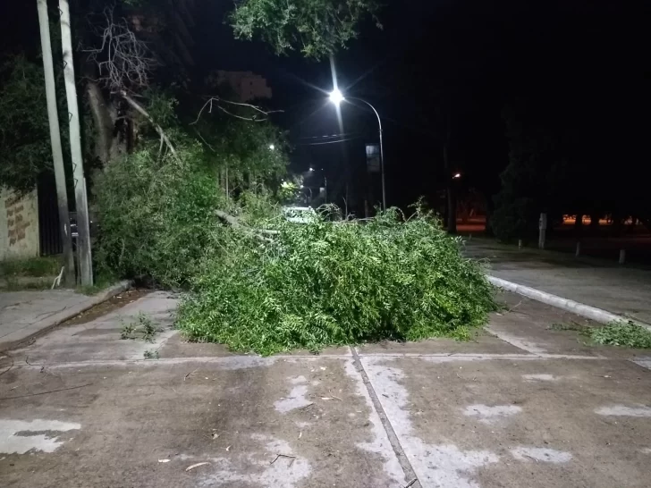 Postes, ramas, árboles caídos, voladuras de techos, consecuencias del temporal