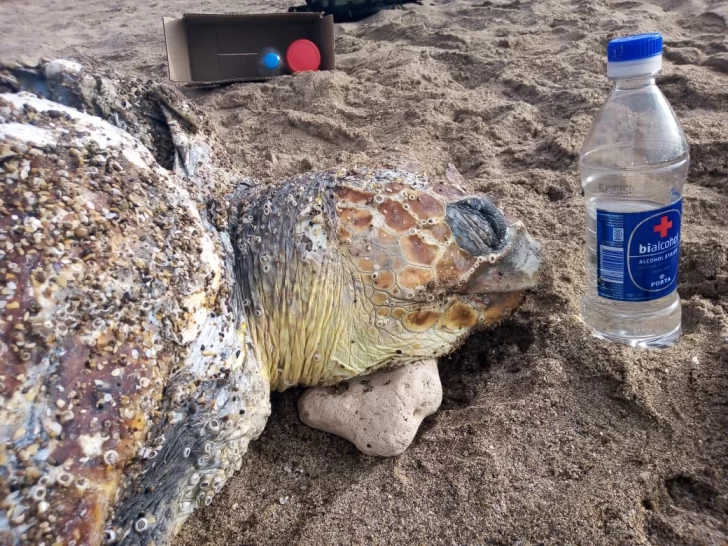 Hallan restos de una tortuga marina. Estiman que murió al chocar contra la hélice de un barco