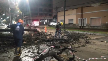 Debieron extraer dos árboles que estaban por caer sobre la calle 6