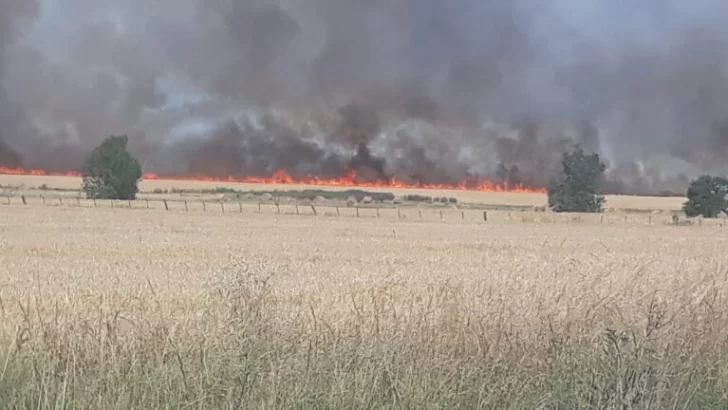 Se quemaron 56 hectáreas de trigo en campos de Lobería