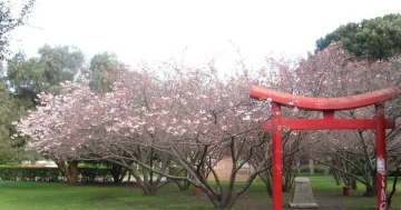Puesta en valor del Jardín Japonés del Parque Miguel Lillo