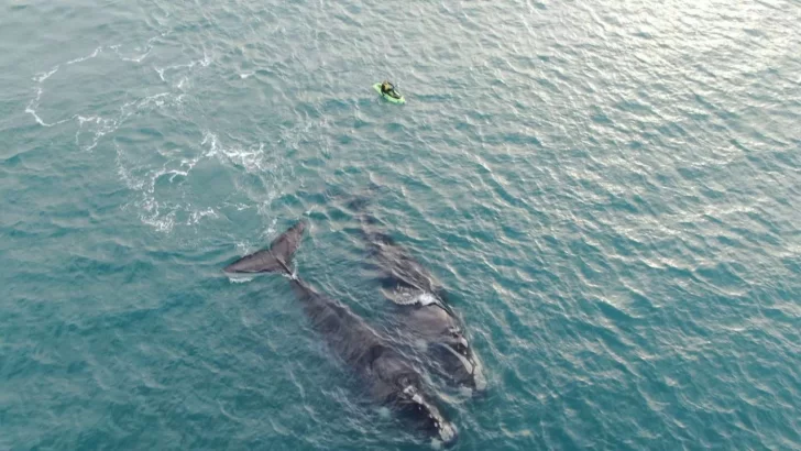 Espectacular video de un grupo de ballenas jugando con kayakistas