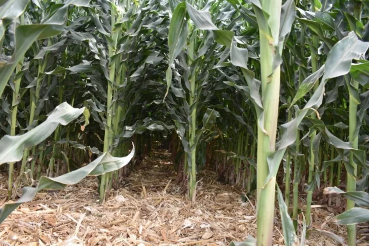 El resultado de las PASO frenó la inversión de maíz de la próxima campaña