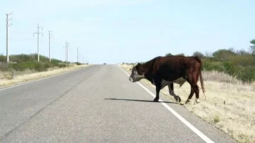 Animales sueltos en Ruta 86. Un camión chocó contra una vaca