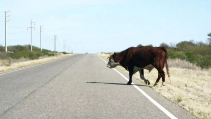 Animales sueltos en Ruta 86. Un camión chocó contra una vaca