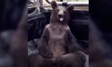 Video: rescatan a un oso que se intoxicó con la “miel loca”