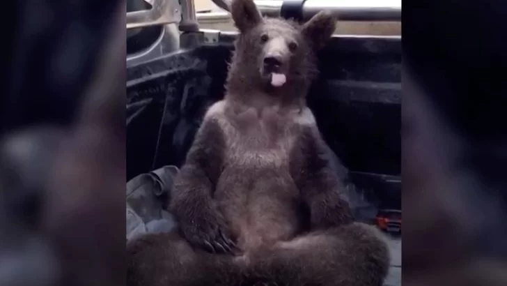 Video: rescatan a un oso que se intoxicó con la “miel loca”