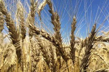 Ruralistas rechazan resolución que fija volúmenes de exportación de maíz y trigo