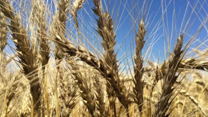 Ruralistas rechazan resolución que fija volúmenes de exportación de maíz y trigo