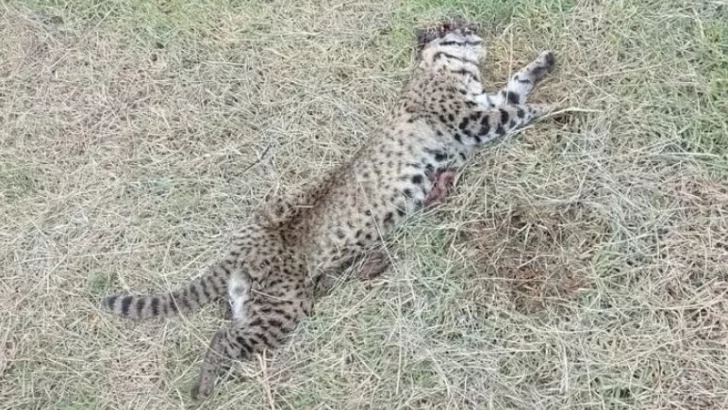 Encuentran un leopardo muerto sobre la ruta 88