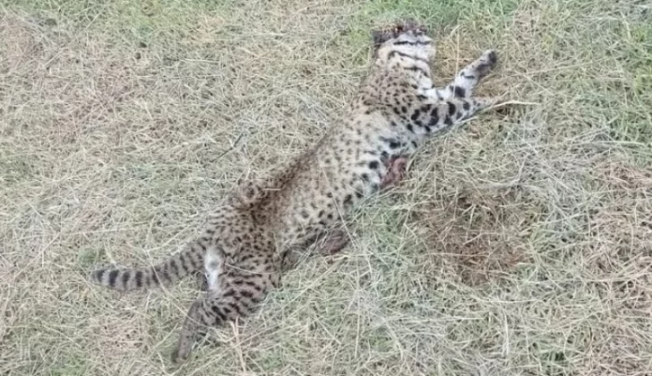 Encuentran un leopardo muerto sobre la ruta 88