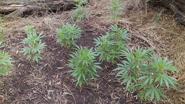 Hallaron plantación de marihuana en el interior del Parque Miguel Lillo
