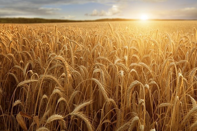 La siembra de trigo terminó en 6,6 millones de ha, la mayor en 17 años