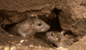 Confirmaron cuatro casos de hantavirus en Buenos Aires