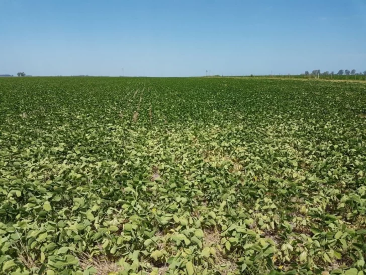 Cristian Ritondo pidió la emergencia agropecuaria en la Provincia