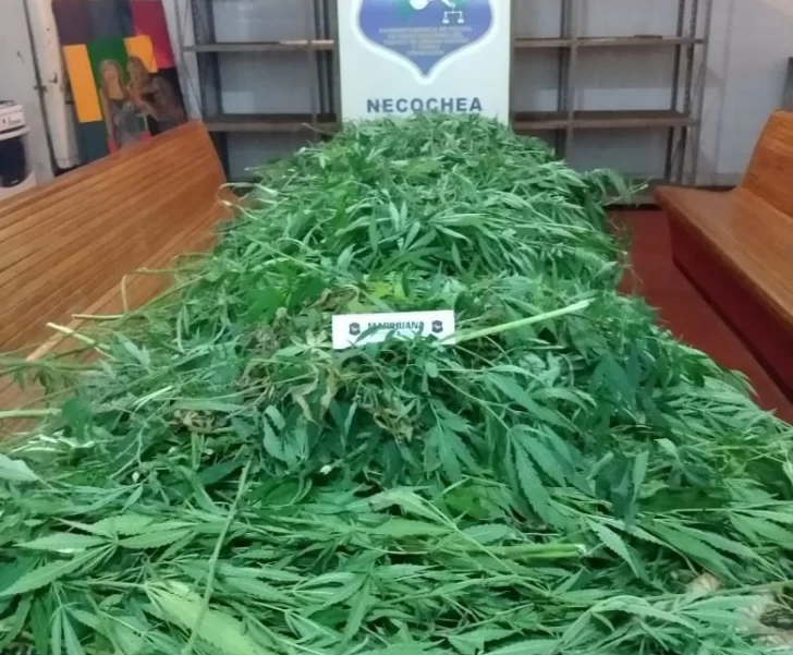 Secuestran varias plantas de marihuana