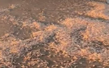 Extraño fenómeno: una playa de Mar del Plata amaneció inundada de camarones
