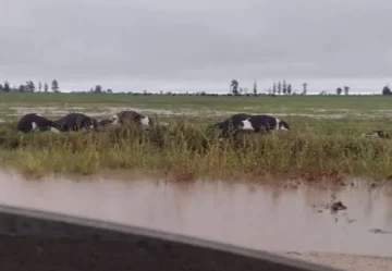 Un rayo mató a 20 vacas en medio de una fuerte tormenta eléctrica