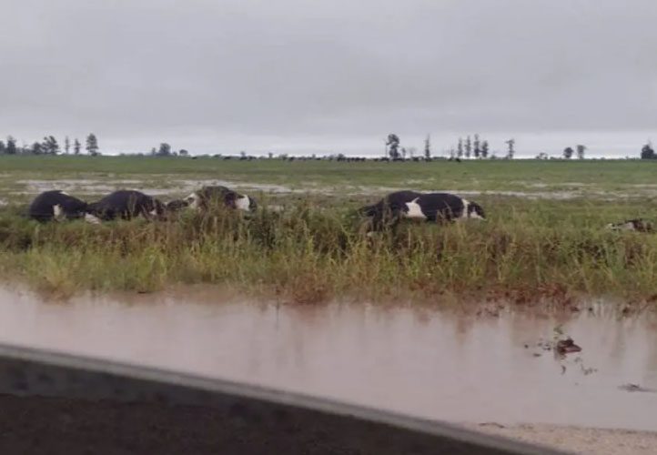 Un rayo mató a 20 vacas en medio de una fuerte tormenta eléctrica