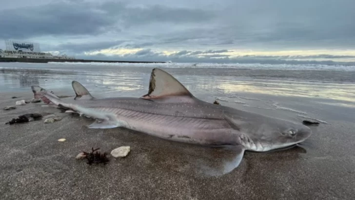 Apareció un tiburón muerto en la Playa Popular de Mar del Plata
