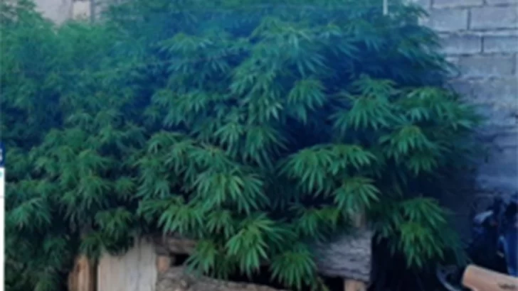 Lo denunció un familiar por amenazas y le encontraron siete plantas de marihuana