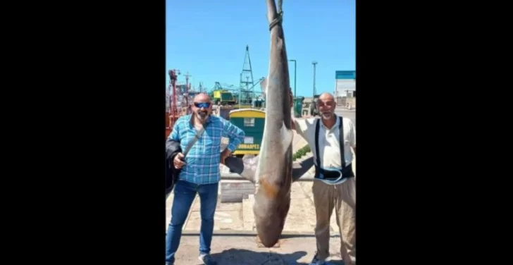 Apareció otro gran tiburón en la costa de Mar del Plata: esta vez fue pescado
