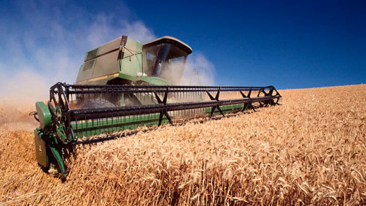 Estiman cosecha “récord” de trigo