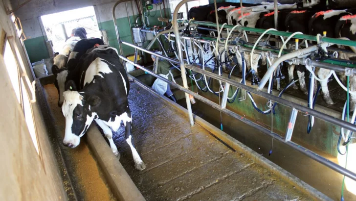 La producción de leche argentina aumentó casi 10% en el primer bimestre