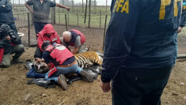 Rescataron dos tigres de bengala que estaban en cautiverio en Balcarce