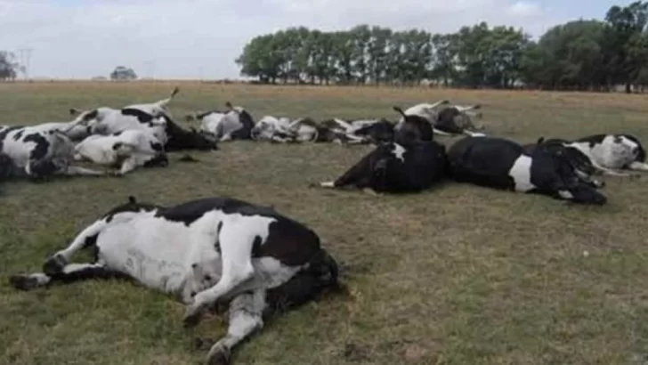 Murieron 70 vacas por estrés térmico en campos de la región