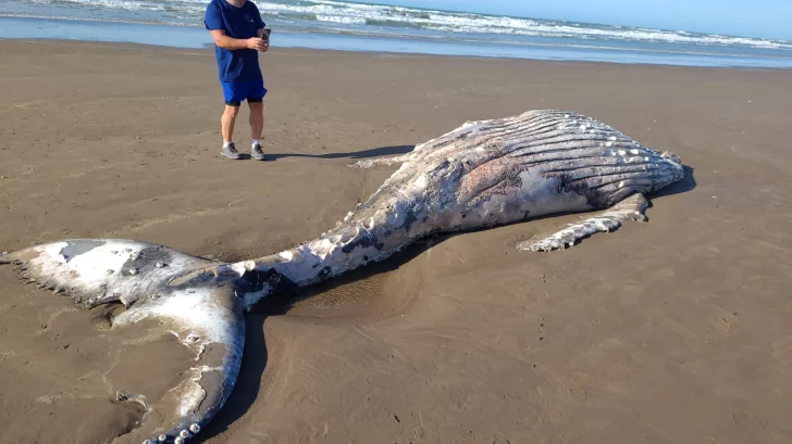 Apareció una ballena en estado de descomposición pasando Karamawi