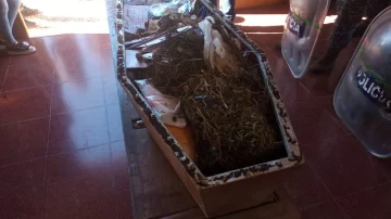 Quemaron 40 kilos de marihuana y 10 de cocaína en un crematorio de Olavarría