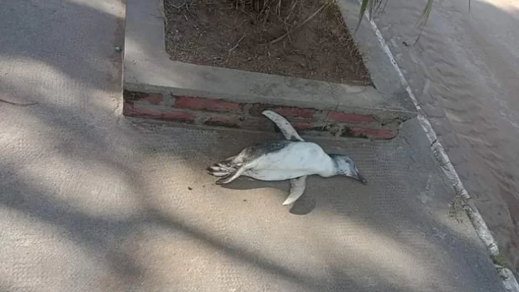 Pingüino muerto sobre la vereda de avenidas 2 y 75