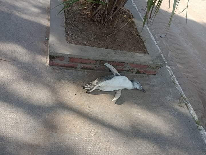 Pingüino muerto sobre la vereda de avenidas 2 y 75