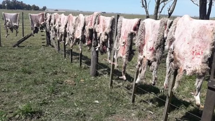 Inseguridad en los campos: faenaron 13 corderos en cercanías de “La Negra”