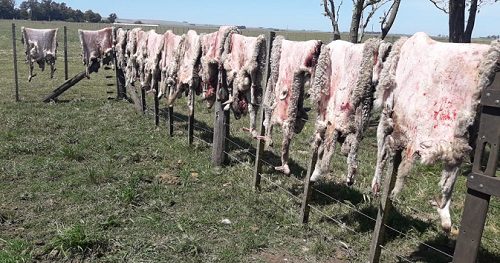 Inseguridad en los campos: faenaron 13 corderos en cercanías de “La Negra”