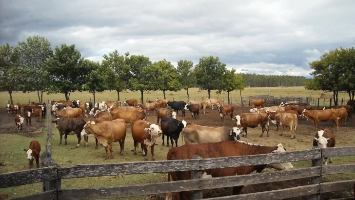 La Sociedad Rural preocupada por casos de robo de ganado