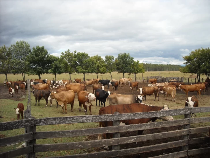 La Sociedad Rural preocupada por casos de robo de ganado