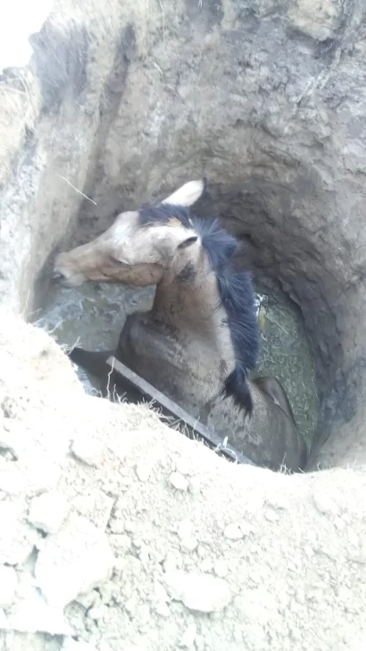 Amplio despliegue para rescatar a una yegua de un pozo