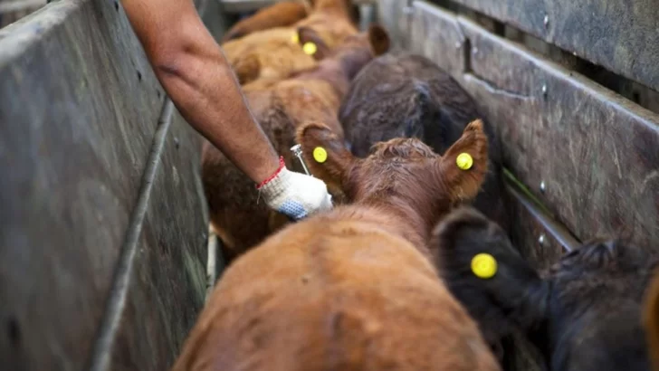 Extienden la campaña de vacunación contra la fiebre aftosa por 30 días