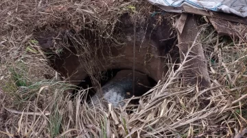 Rescatan a un caballo que se cayó en un pozo