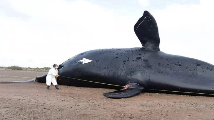 Descubren qué causó la muerte de 30 ballenas en Chubut