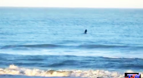 Espectáculo de ballenas en la playa