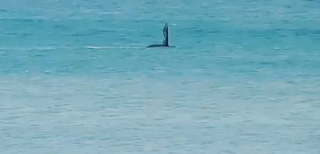Ballenas muy cerca de la costa deleitaron a vecinos