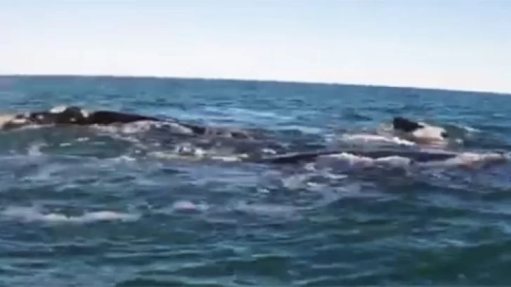 Junto a las ballenas en la costa de Necochea