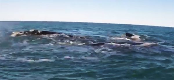 Junto a las ballenas en la costa de Necochea